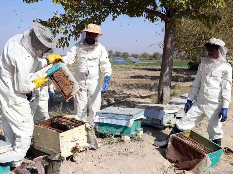 Approvato il primo vaccino per le api