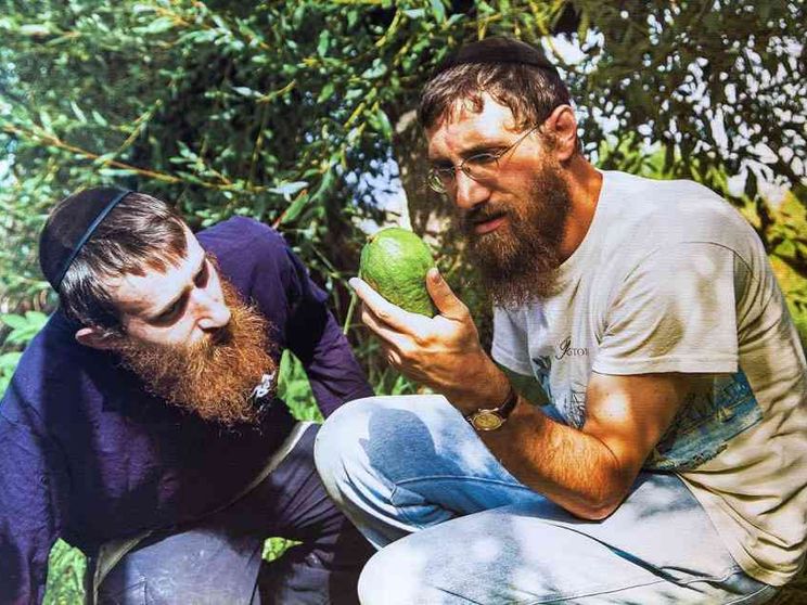 In Calabria rabbini da tutto il mondo per cercare il cedro perfetto