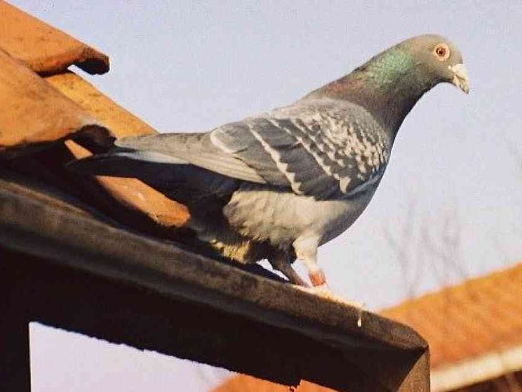 Piccione spacciatore arrestato in Canada: portava droga in carcere