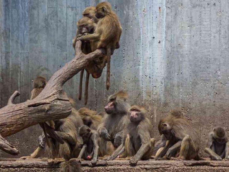 Nessuno sta solo sul cuore della terra: chiedetelo ai babbuini