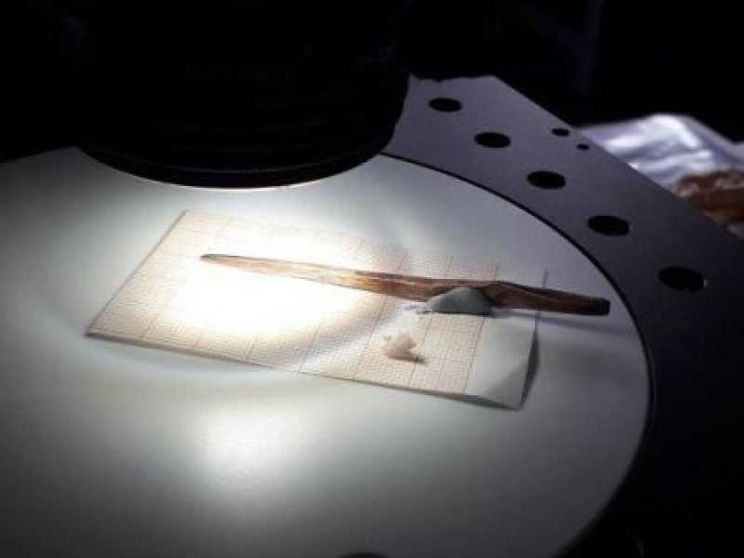 A spasso con Ötzi il tatuato: un'indagine sulla preistoria