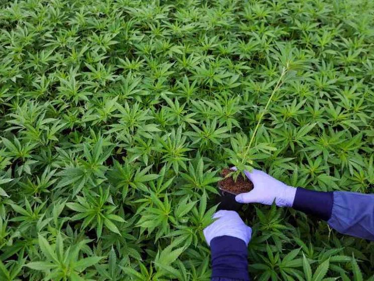 L'illusione della droga "leggera" messaggio sbagliato per i giovani