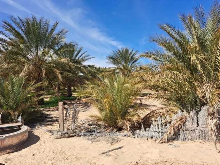 Tunisia, lo sviluppo non è un miraggio: oasi contro la crisi idrica