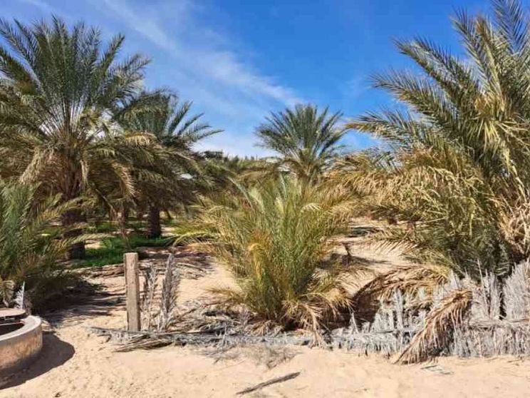 Tunisia, lo sviluppo non è un miraggio: oasi contro la crisi idrica