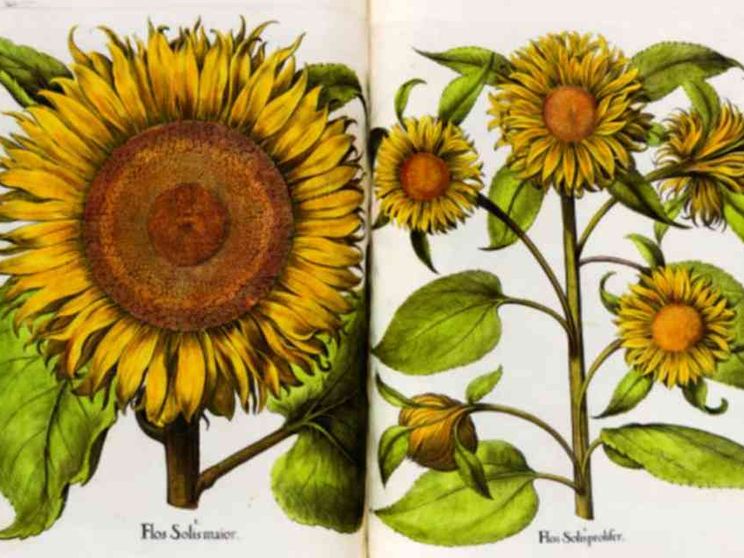 "Rara Herbaria": i semi della scienza fioriti grazie al disegno