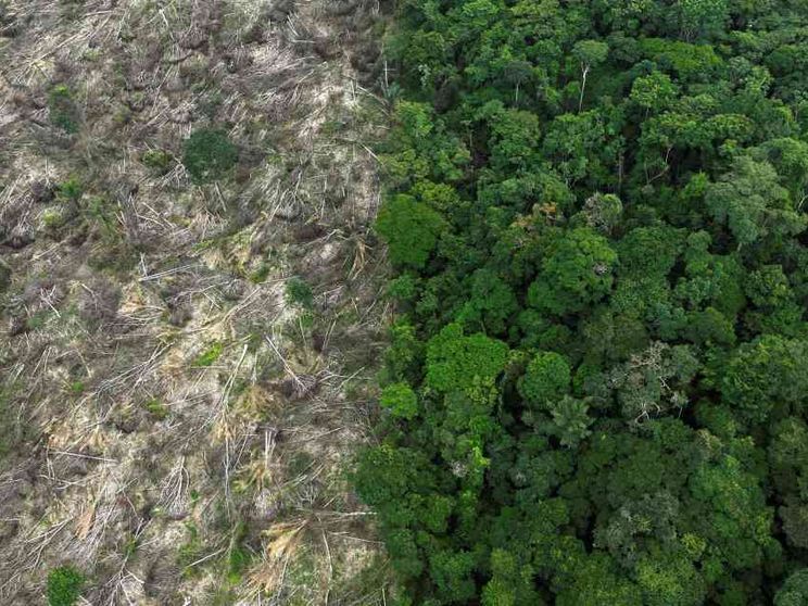La strage dell'Amazzonia: nell'era Bolsonaro abbattuti 21 alberi al secondo