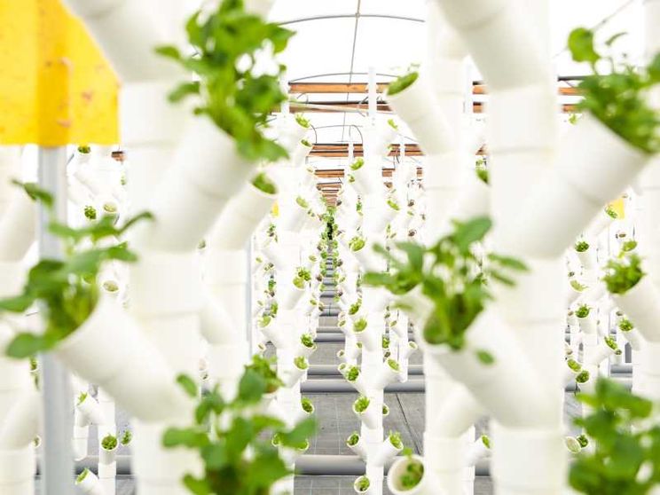 L'acquaponica di The Circle contro l'insicurezza alimentare