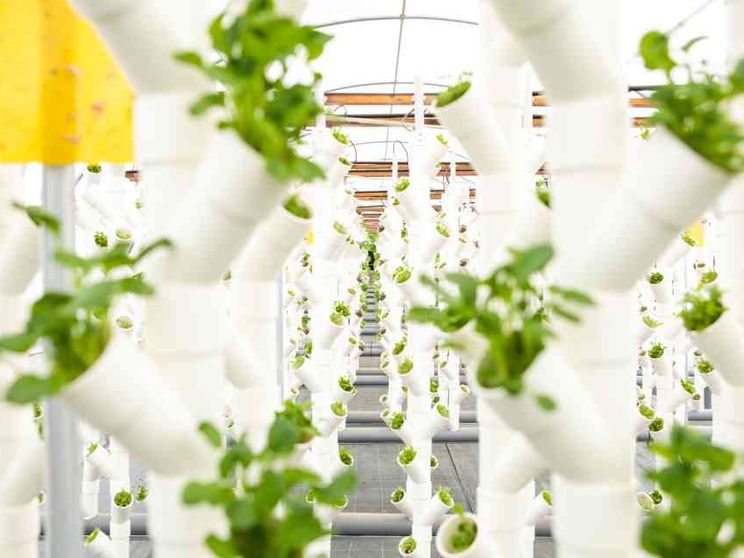 L'acquaponica di The Circle contro l'insicurezza alimentare