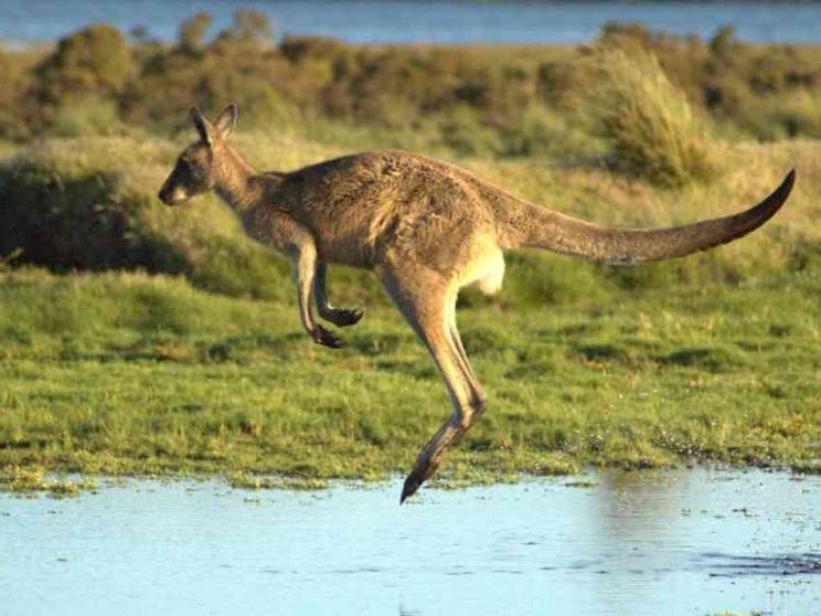 Ecco perché non ci sono canguri fuori dall'Australia