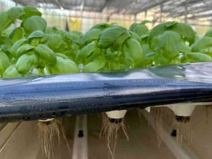 Ecco come coltivare con poca acqua ed energia