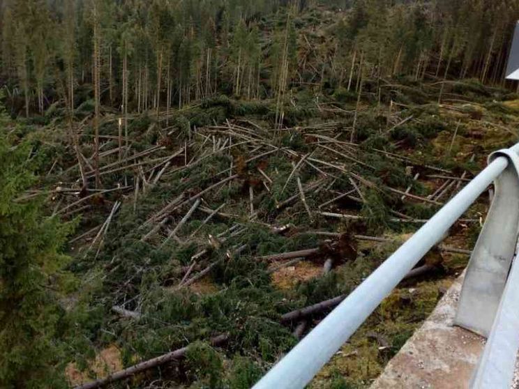 Tempeste, incendi, bostrico... Come tutelare le nostre foreste