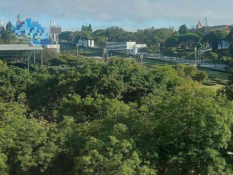 Piantare alberi in tutto il mondo: la challenge per rendere la Gmg sostenibile