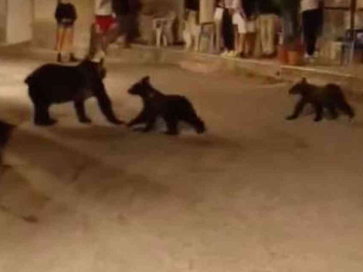 Uccisa a fucilate l'orsa Amarena. Era il simbolo del Parco nazionale