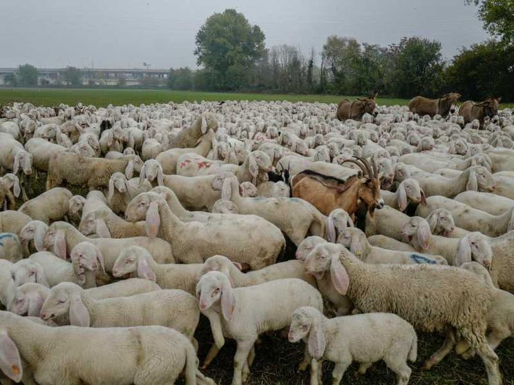 In Sardegna arrivano cento pastori kirghisi
