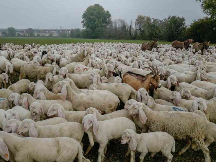 In Sardegna arrivano cento pastori kirghisi