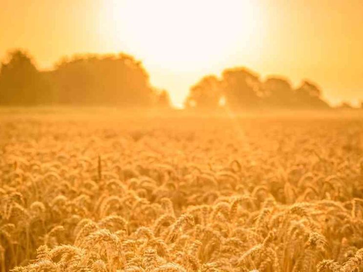 Quell'altra economia del grano solidale