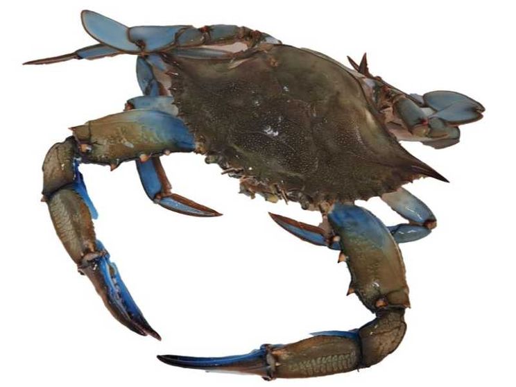 Dai granchi blu alle nutrie: quanto ci costa l'invasione degli “alieni”