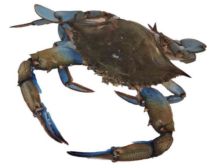 Dai granchi blu alle nutrie: quanto ci costa l'invasione degli “alieni”