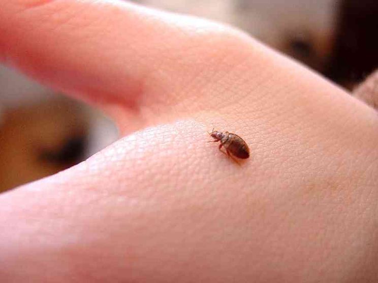 La Francia nell'incubo delle cimici da letto