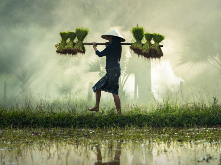 Accaparramento di terre: nel 2022 presa un'area grande come l'Italia