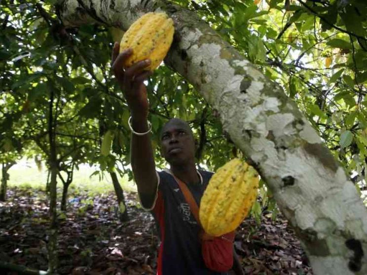 Cacao, retrogusto dolce-amaro: «Più diritti e reddito per i contadini»