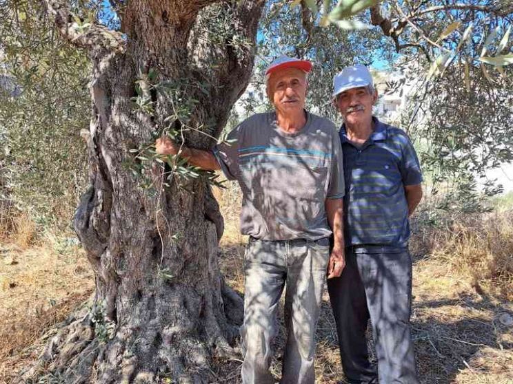 La guerra arriva nella valle degli uliveti. «Non possiamo coltivare le terre»