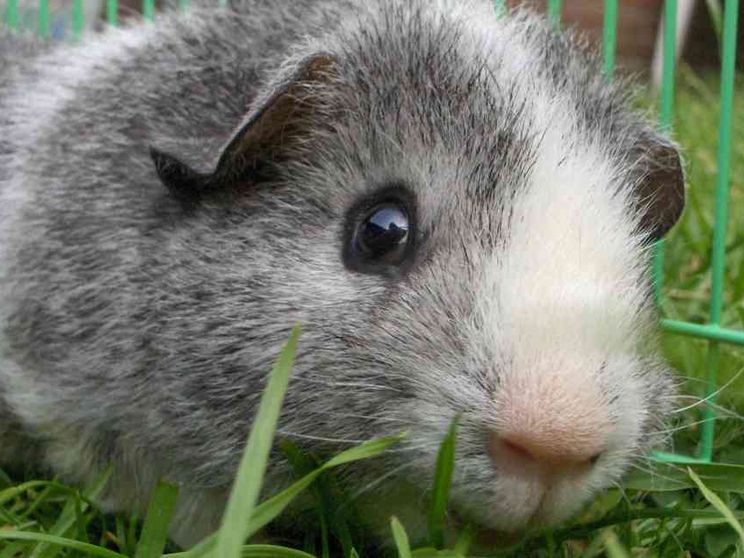 Un criceto da salvare: in cerca di alternative alle cavie da laboratorio