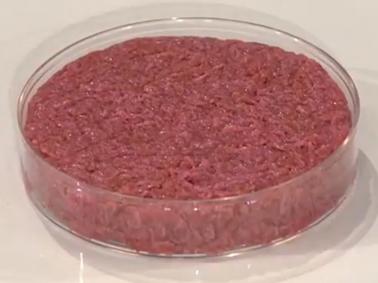 In arrivo la carne coltivata per cani e gatti. Italia pronta a blindarsi