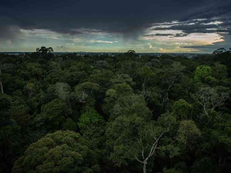 Uno stress test per l'Amazzonia: alla prova il polmone della Terra
