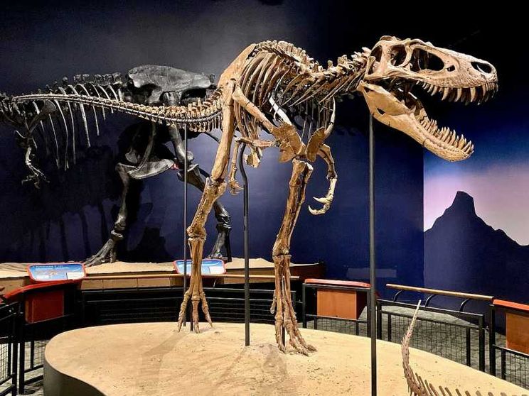 Rivoluzione paleontologica: ecco il Nanotyrannus, il T-Rex velocissimo