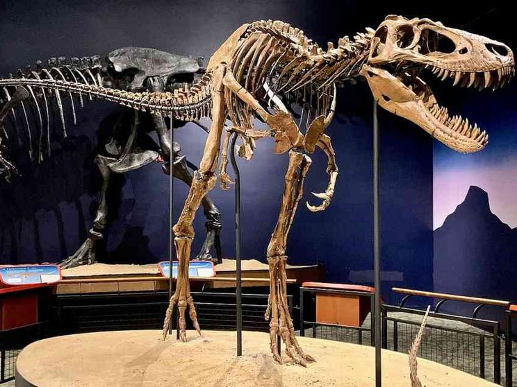 Rivoluzione paleontologica: ecco il Nanotyrannus, il T-Rex velocissimo