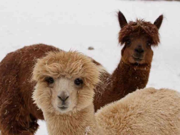 Martha Nussbaum: c'è uno scopo nella vita anche per gli animali