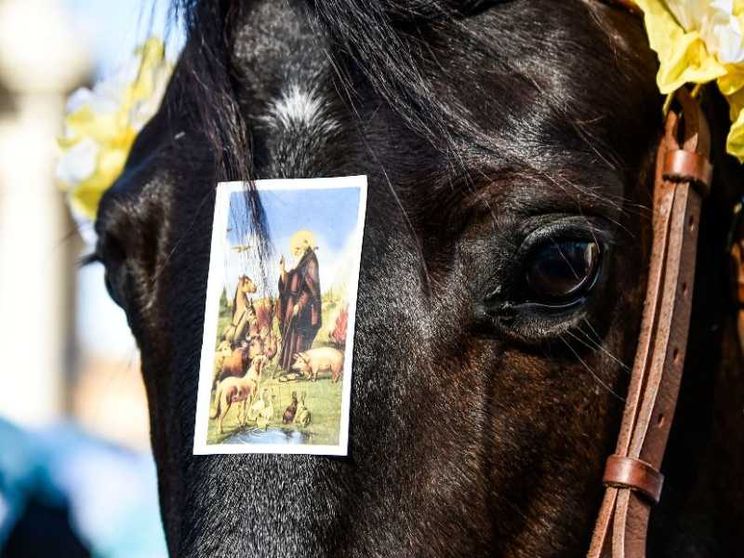 Antonio abate, si benedicono animali e stalle
