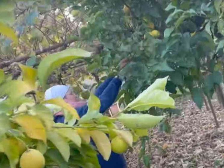 Suore “contadine” nel centro di Roma. Così i limoni sostengono il monastero