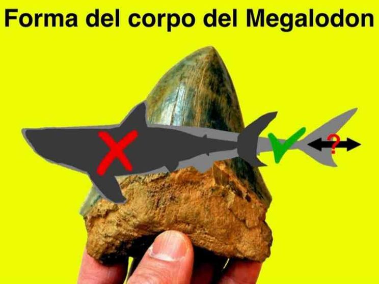 Squalo gigante estinto milioni di anni fa: ecco com'era