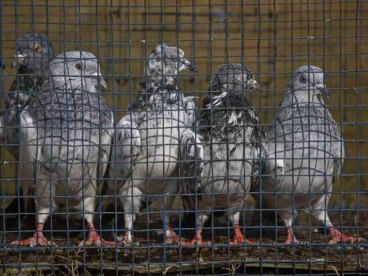 Liberato in India dopo 8 mesi il piccione sospettato di spionaggio