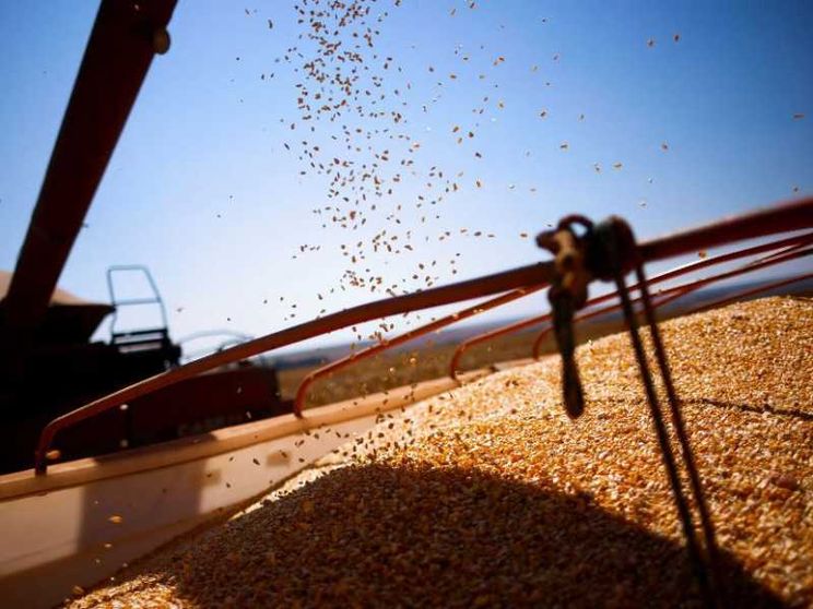 Pollo, soia e mais: così il Brasile è la grande fattoria della Cina