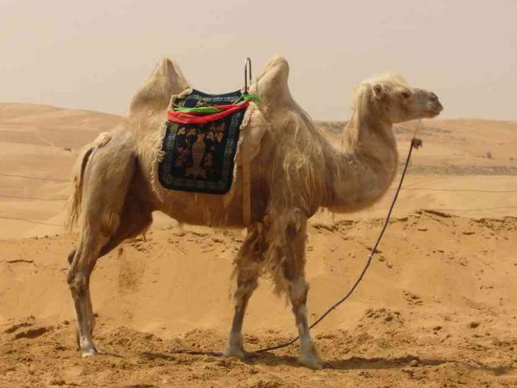 Cammello o corda? Porta o ago? Le interpretazioni del famoso detto evangelico