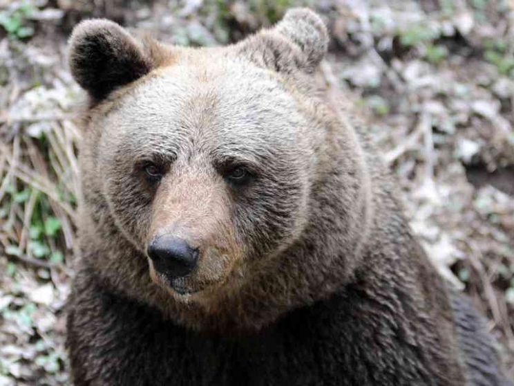 L'abbattimento di M90 segna un punto di svolta nella convivenza con gli orsi