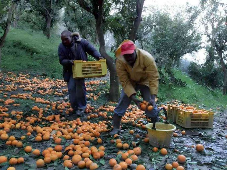 11 ore nei campi, frustate: i racconti-choc degli schiavi dei raccolti