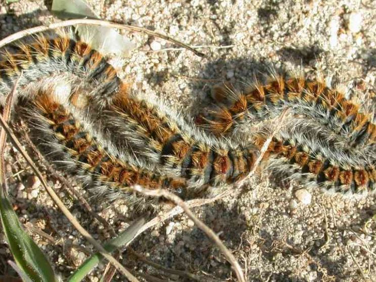 Dopo le cimici, l'allarme bruchi. Parigi si riscopre allergica alla natura