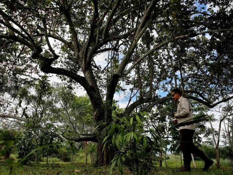 Ambiente, sarà in Colombia la Cop16 sulla biodiversità