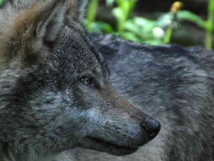 La «Messa del lupo» è contro gli animali? La Valle Strona si ribella