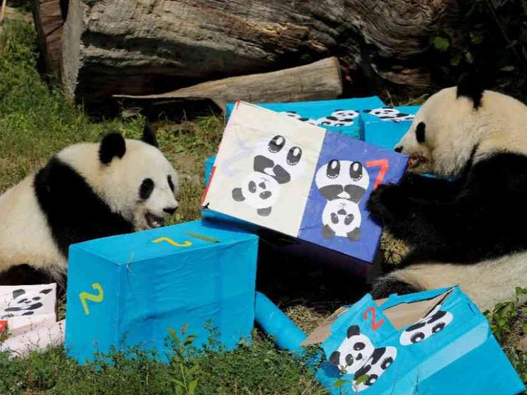 La Cina rilancia la diplomazia dei panda verso gli Usa