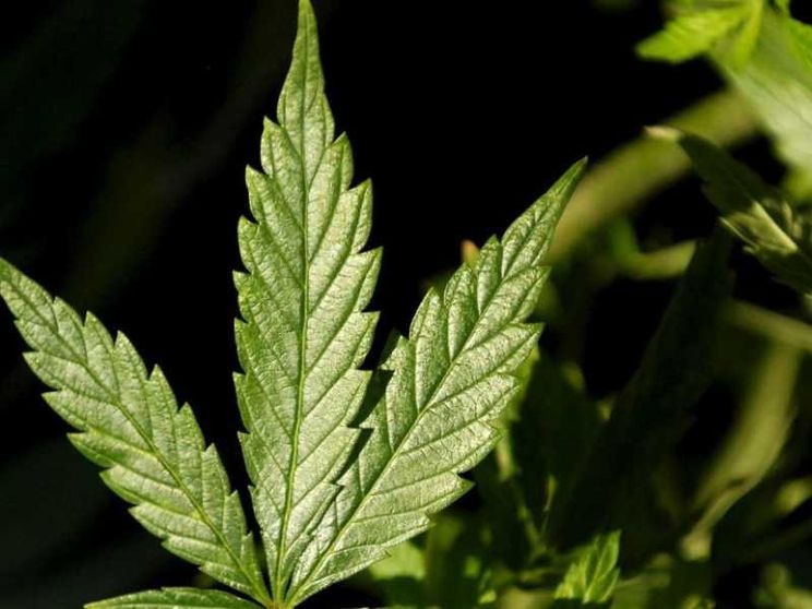 Cannabis legale: perché non è una buona idea per la salute (e non solo)
