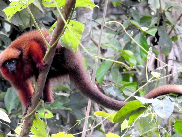 Scoperto come e perché l'uomo ha perso la coda