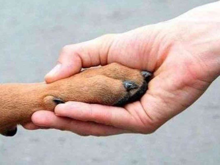 Quando gli animali domestici danno una mano al lavoro