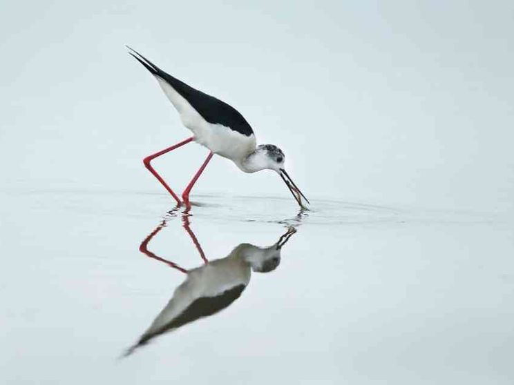 Soglitelle, la palude della camorra diventa un'oasi naturalistica