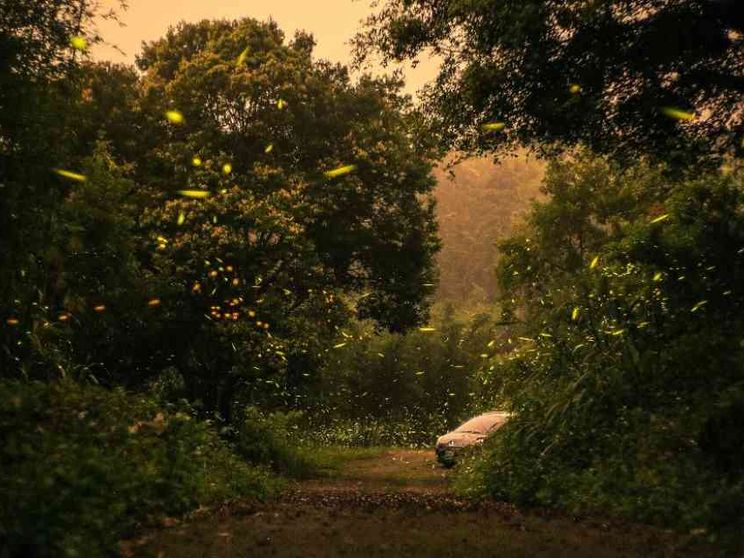 Scoperti i geni che accendono le lucciole. E cosa potrebbe spegnerle