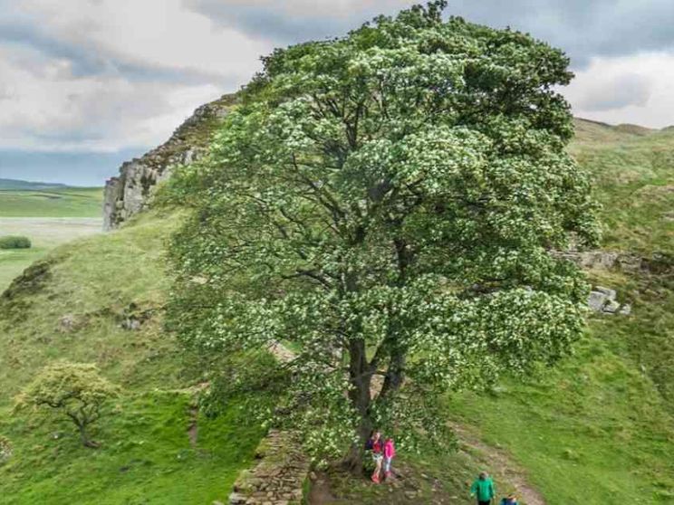 Potrebbe rinascere la quercia di Robin Hood abbattuta da vandali